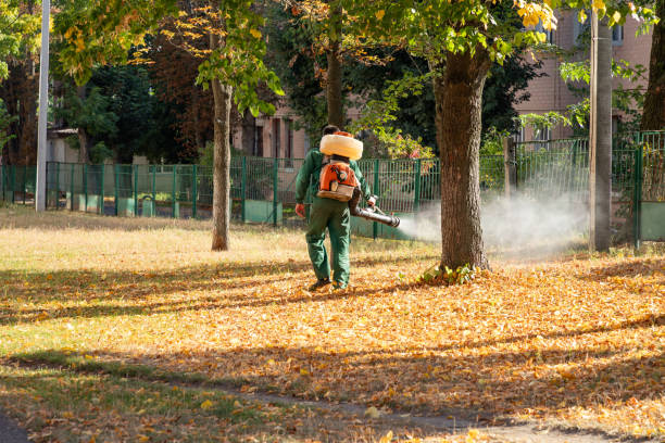 Best Spider Control Near Me  in Mineral Springs, AR